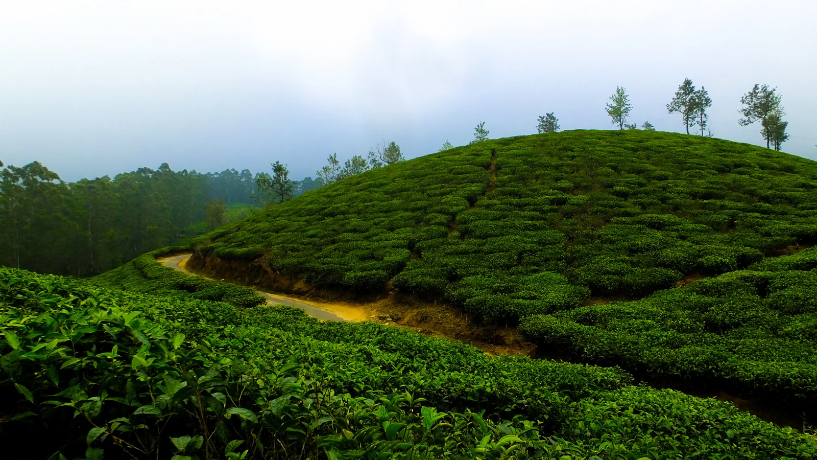 Coorg
